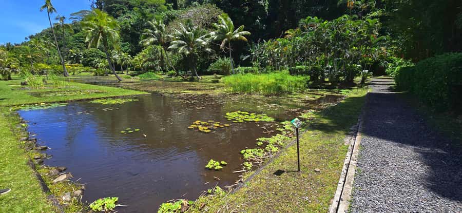 Tahiti Half Day Small Group Circle Tour - Waterfalls & Caves - Vaipahi Water Gardens and Tahiti’s plant life