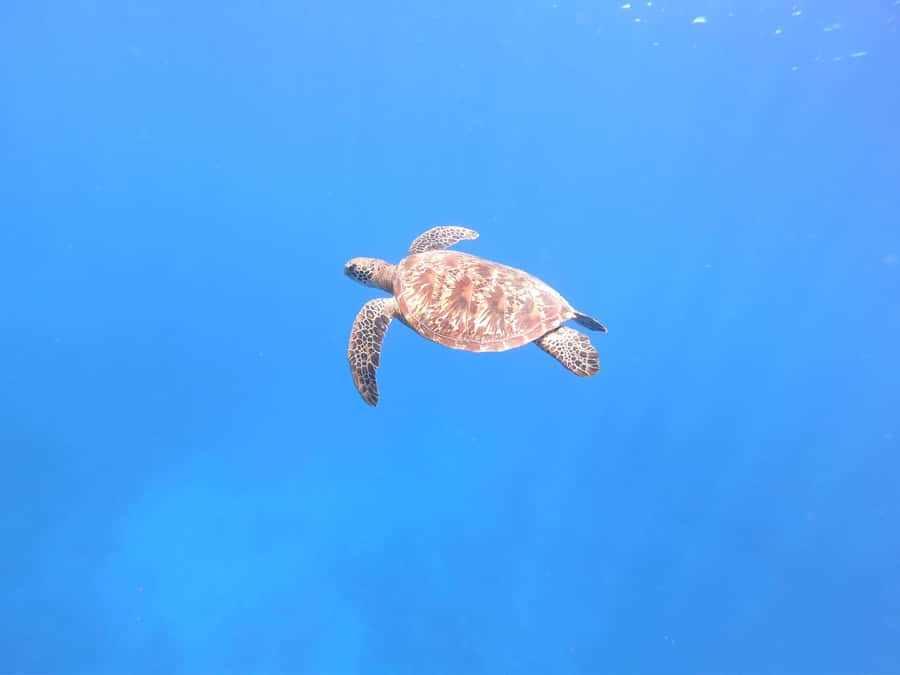 Tahiti island: 4 hours Snorkeling Tour - Dolphins first, with nature setting the schedule