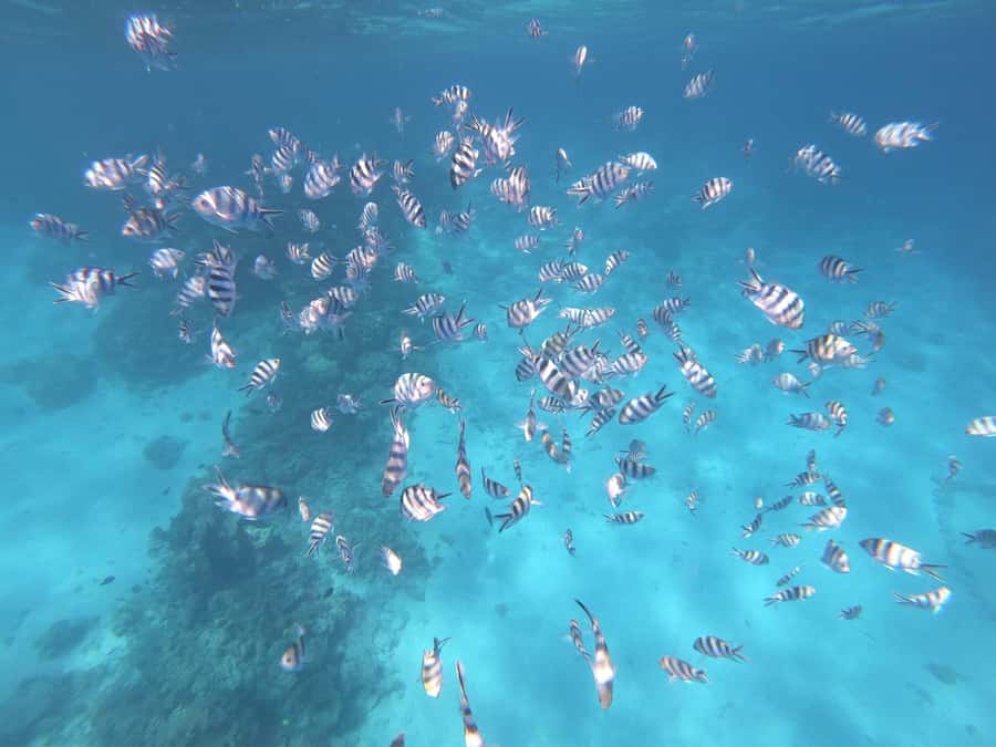Tahiti island: 4 hours Snorkeling Tour - Pickup, meeting points, and the one detail to confirm