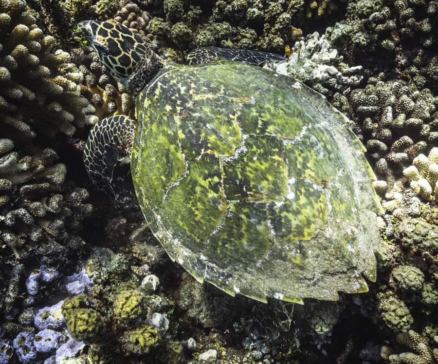 Tahiti island: 4 hours Snorkeling Tour - A practical plan for the day