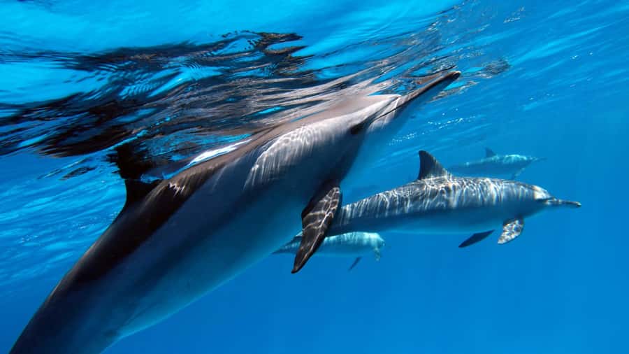 Tahiti island: 4 hours Snorkeling Tour - The Aquarium and its strange underwater collection
