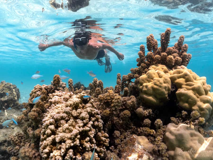 Tahiti island: 5 hours Snorkeling Picnic - From dolphin watching to the first splash