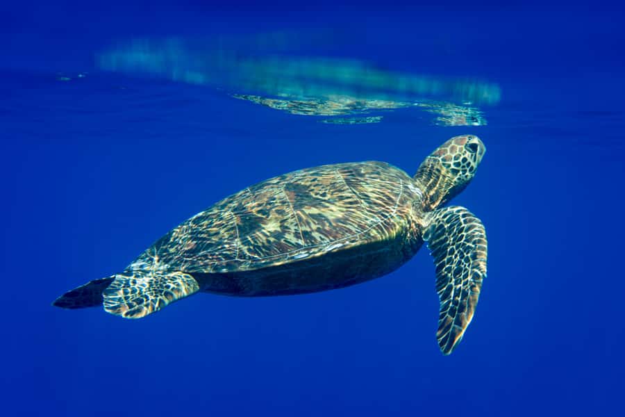 Tahiti island: 5 hours Snorkeling Picnic - What to bring and what not to forget