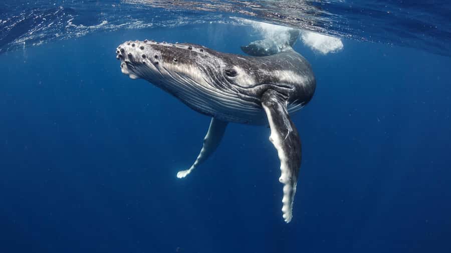 Tahiti island: Whale watching Experience - Key details at a glance