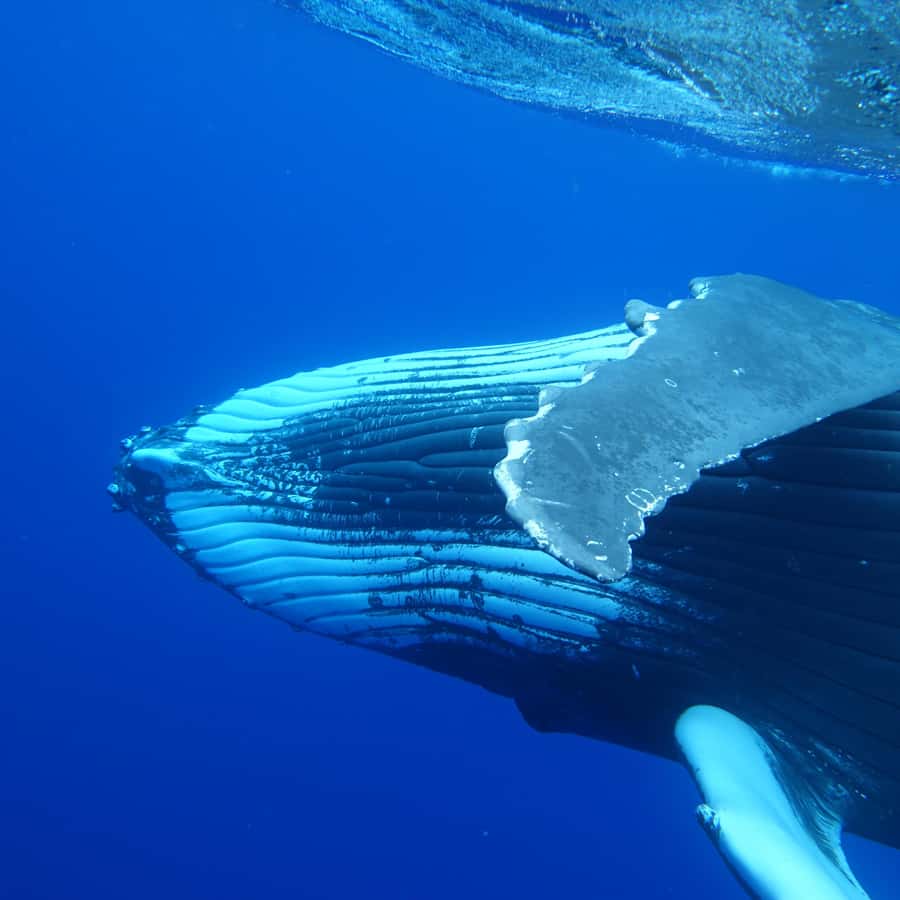 Tahiti island: Whale watching Experience - Five hours searching Tahiti’s open water