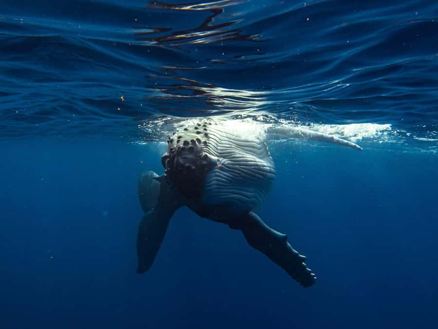 Tahiti island: Whale watching Experience - What the guide adds to the day