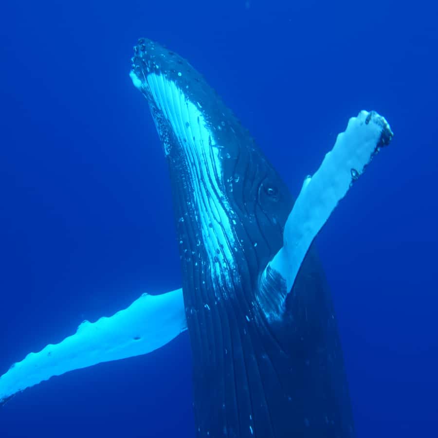 Tahiti island: Whale watching Experience - Snorkeling gear, drinks, and fresh fruit