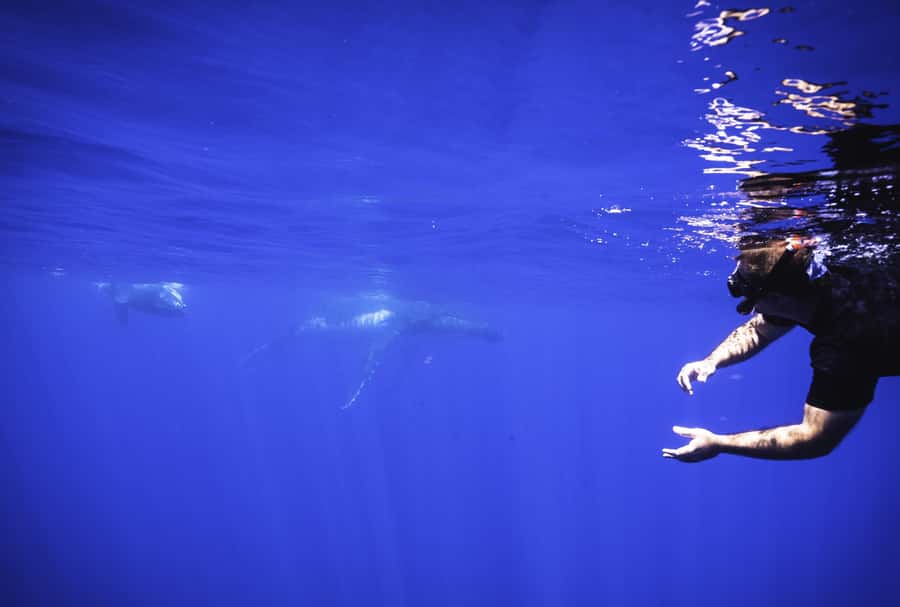 Tahiti island: Whale watching Experience - Who will enjoy this most