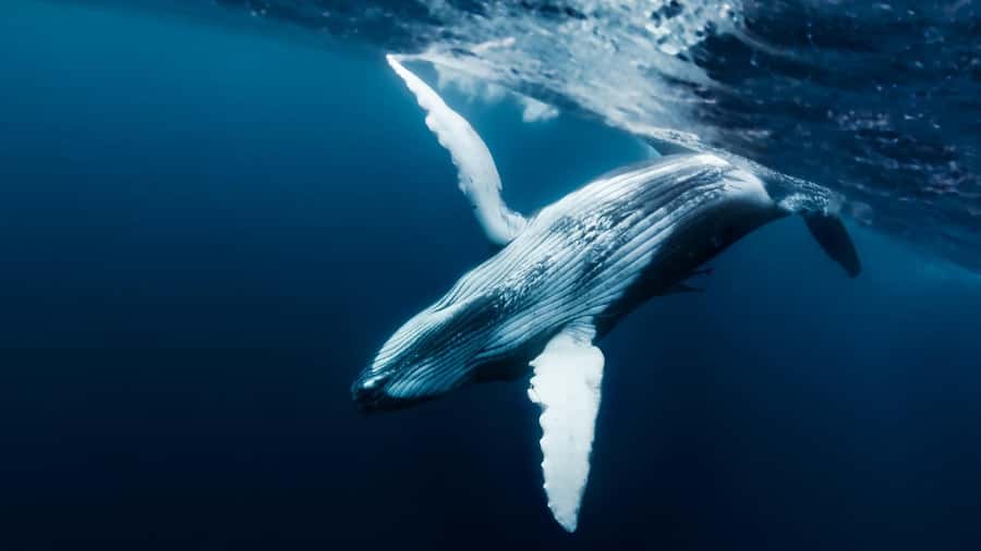 Tahiti island: Whale watching Experience - The whale season runs from July 20 to November 20