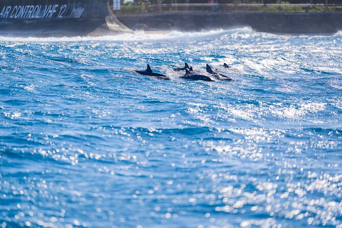 Tahiti Lagoon Snorkeling and Lunch Boat Tour (6 pax max) - What the $218.64 price covers