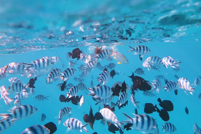 Tahiti Lagoon Vaimareva Private Boat cruise - Why a private Tahiti lagoon cruise makes sense