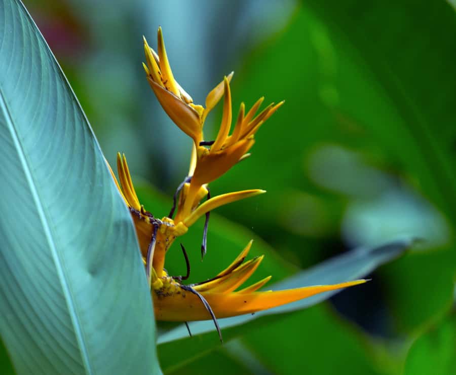 Tahiti: Private Half Day Culture and Nature Highlights Tour - Phaeton Bay and Tahiti’s seafaring side