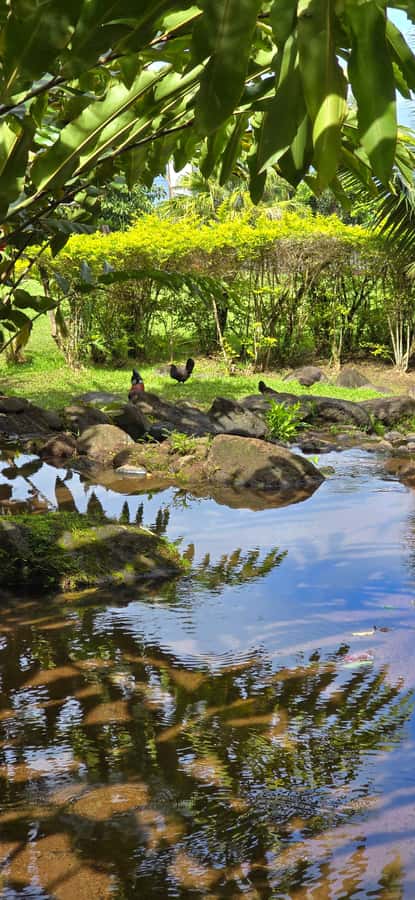 Tahiti: Private Half Day Culture and Nature Highlights Tour - Venus Point and the stories of Matavai Bay