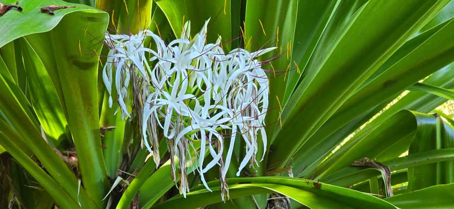 Tahiti: Private Half Day Culture and Nature Highlights Tour - What the private minivan adds