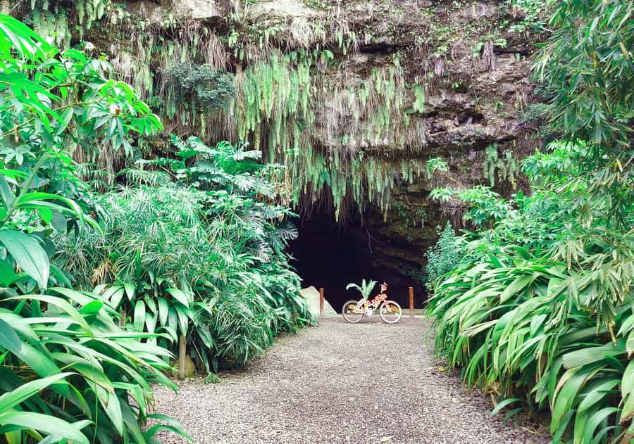 Tahiti Private Half Day Tour. Nature, history and culture - Vaipahi Water Gardens: an easy botanical walk