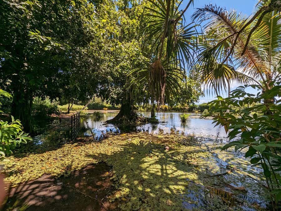 Tahiti Private Half Day Tour. Nature, history and culture - Ārahurahu Marae: begin with respect for Polynesian culture