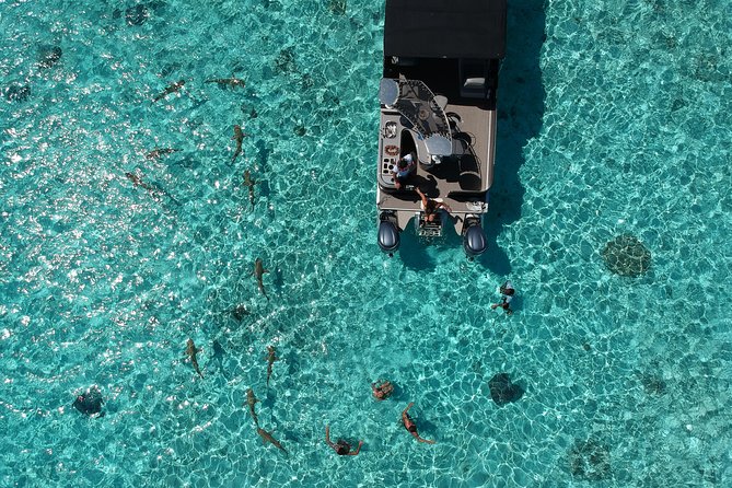 Toa Boat Bora Bora Private Lagoon Tour On Entertainer Bar Boat - What the wildlife sightings really mean