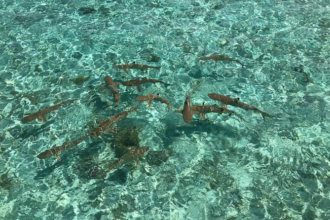 Toa Boat Bora Bora Private Lagoon tour with Lunch on Entertainer Bar Boat - The guides are part of the experience