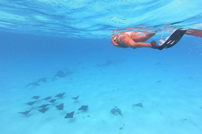 Tohora Bora Bora Snorkeling Lagoon Tours - Small groups make a real difference on the lagoon