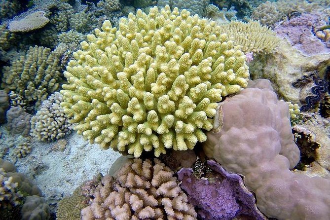 Tohora Bora Bora Snorkeling Lagoon Tours - Who will enjoy this experience most?