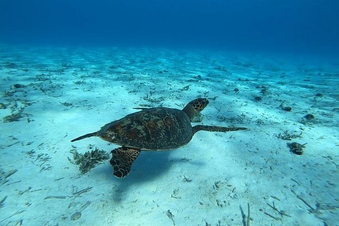 Tohora Bora Bora Snorkeling Lagoon Tours - Manta rays, leopard rays, and reef life