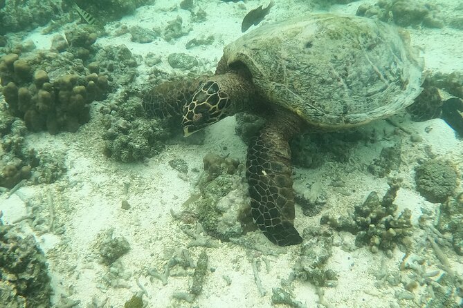 Ultimate Upolu Highlights Tour – Apia Cruise Ship Shore Excursion - Lalomanu Beach adds time to breathe