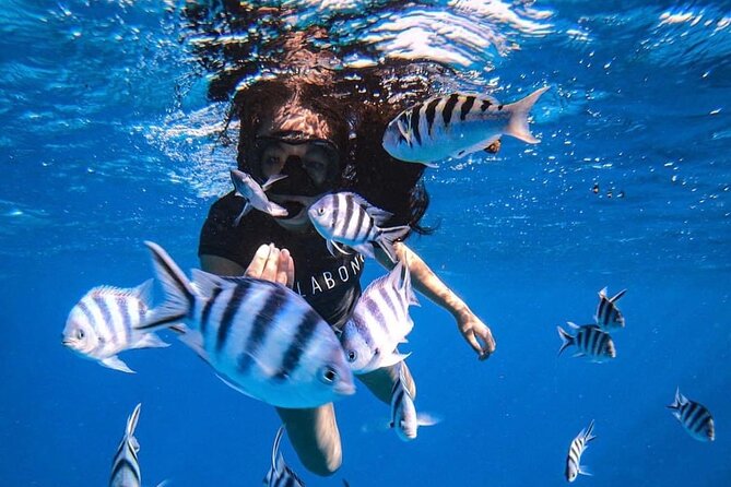 Want to escape? Treat yourself to a snorkeling session in Tahiti! - Key points to know