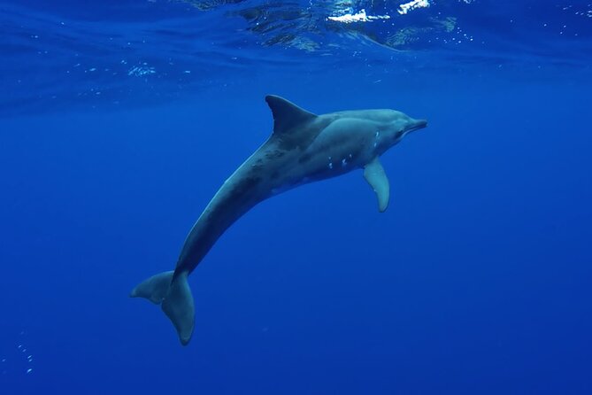 Want to escape? Treat yourself to a snorkeling session in Tahiti! - Who will enjoy this outing most