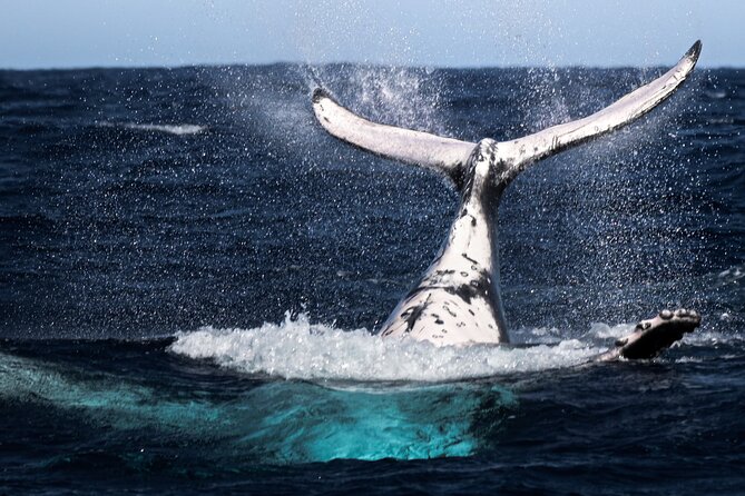 Watch and Swim with Humpback Whales in Moorea - A small boat changes the whole experience