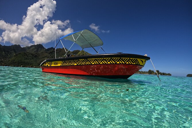 Watch and Swim with Humpback Whales in Moorea - Entering the water beside the whales