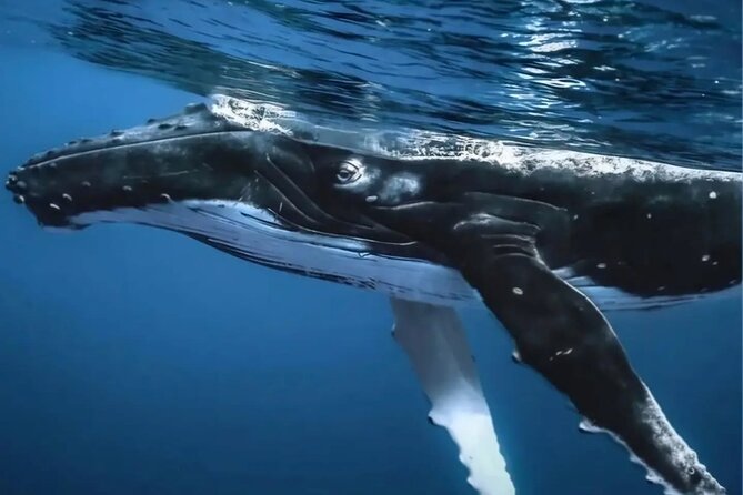 Watch and Swim with Humpback Whales in Moorea - What the crew provides on the water