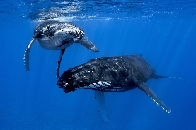 WHALE TOUR - Watching and Swimming with Whales - A four-hour search for Moorea’s humpbacks
