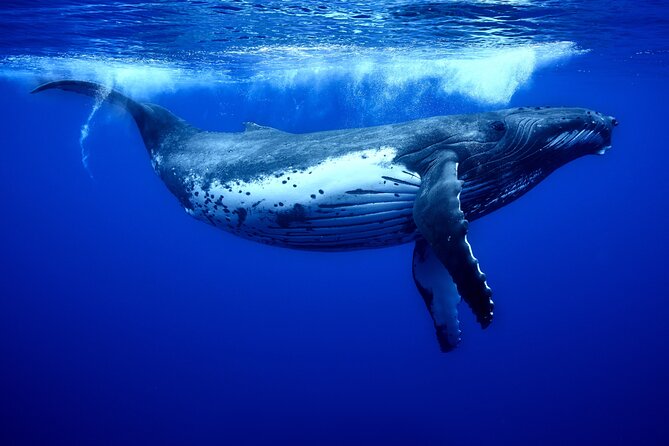 WHALE TOUR - Watching and Swimming with Whales - The special reward: a mother and calf