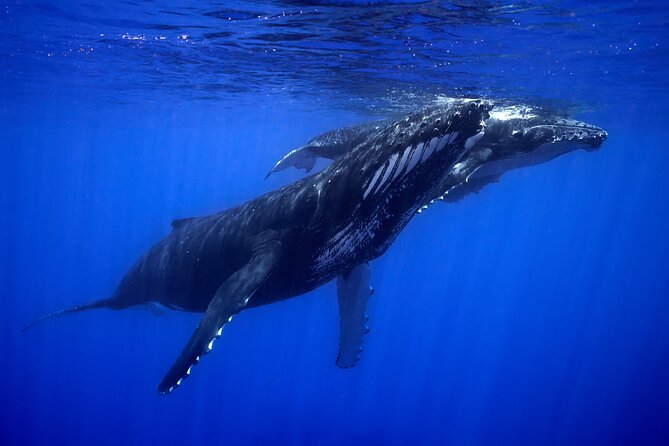 WHALE TOUR - Watching and Swimming with Whales - Safety, rules, and respect for the whales