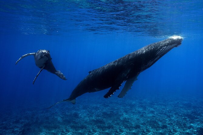 WHALE TOUR - Watching and Swimming with Whales - Group size and time in the water