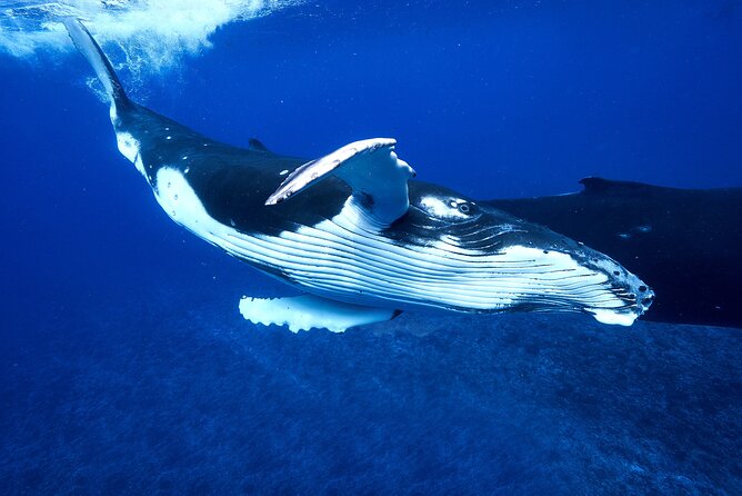 WHALE TOUR - Watching and Swimming with Whales - Is $327.95 good value?