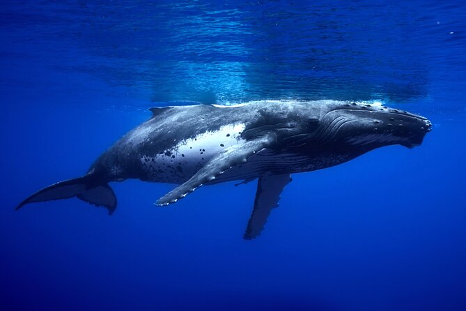 WHALE TOUR - Watching and Swimming with Whales - What to bring and how to prepare