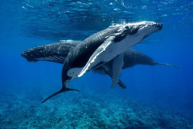 WHALE TOUR - Watching and Swimming with Whales - When the guide says it is time to enter the water