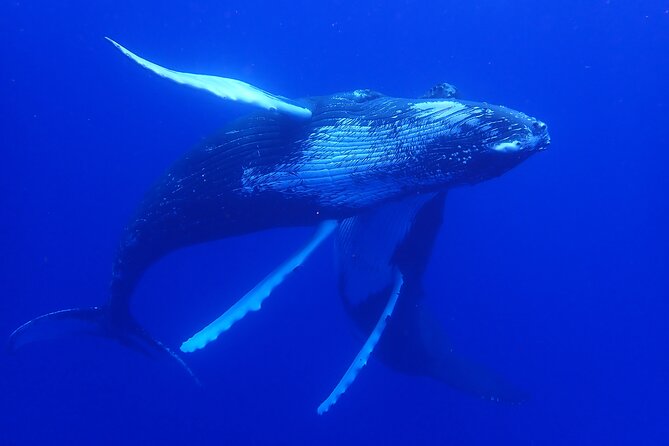 Whale watching 6 people half day - How the guides shape the experience