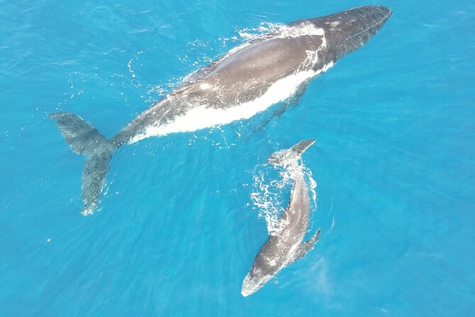 Whale Watching Activity - A three-hour whale outing from Marina Taina