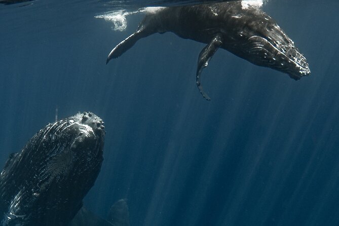 Whale Watching Activity - Reef snorkeling and turtles add a second layer