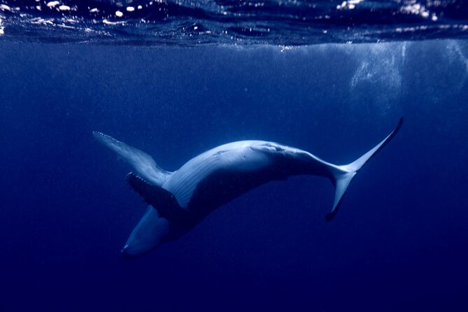 Whale watching and snorkelling in Moorea - A four-hour search along Moorea’s coast