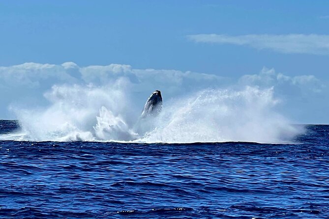 Whale watching and snorkelling in Moorea - What happens when you enter the water