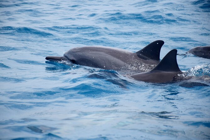 Whale watching and snorkelling in Moorea - The people behind the boat