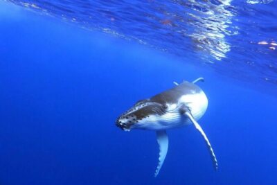 Whale watching and snorkelling in Moorea