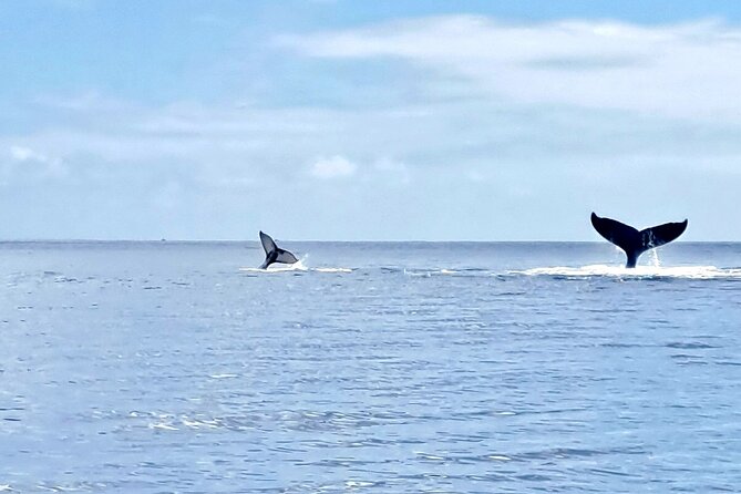 Whale watching and snorkelling in Moorea - Other wildlife can make the trip worthwhile