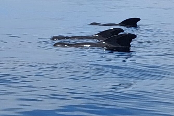 Whale watching and snorkelling in Moorea - The boat ride, sea conditions, and physical demands