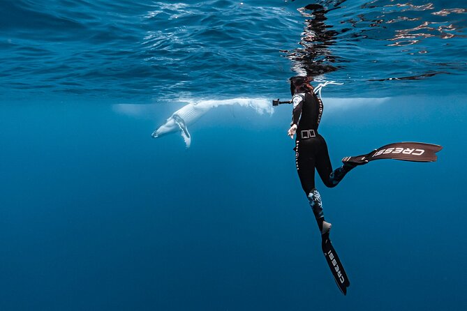 Whale watching and snorkelling in Moorea - What the $230.78 price buys you