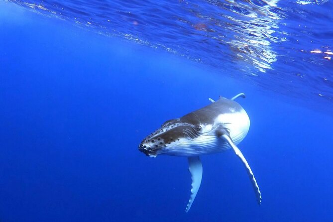 Whale watching and snorkelling in Moorea - Why the group size makes a real difference