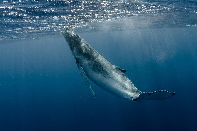 Whale Watching Bora Bora - What happens when the whales are hard to find